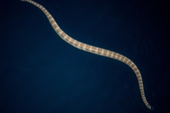 Hydrophis lapemoides