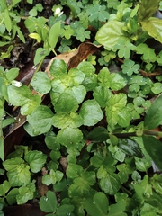 Pilea cavaleriei