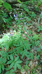 Cardamine bulbifera