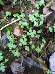 Pilea cavaleriei