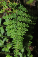 Myriopteris lendigera