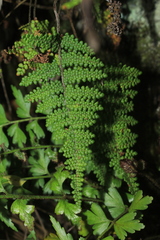 Myriopteris lendigera