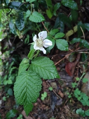 Rubus hirsutus