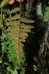 Myriopteris lendigera