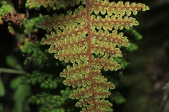 Myriopteris lendigera