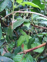 Rubus hirsutus