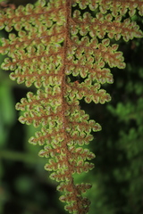 Myriopteris lendigera