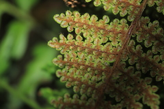 Myriopteris lendigera