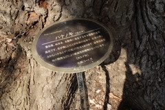 Acer pycnanthum