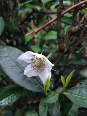 Rubus hirsutus