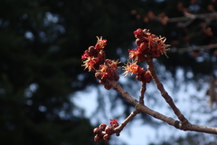 Acer pycnanthum
