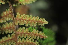 Myriopteris lendigera