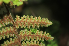 Myriopteris lendigera