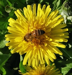 Apis mellifera