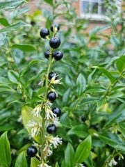 Sarcococca