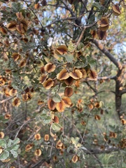 Combretum hereroense