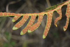 Pleopeltis orientalis