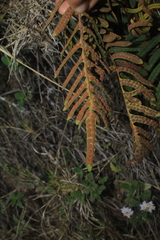 Pleopeltis orientalis