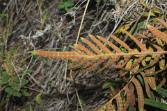 Pleopeltis orientalis