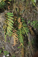 Pleopeltis orientalis