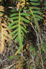 Pleopeltis orientalis