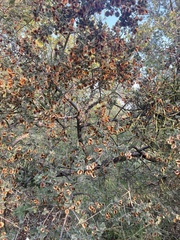 Combretum hereroense