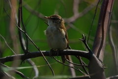 Acrocephalus agricola