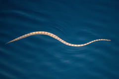 Hydrophis lapemoides