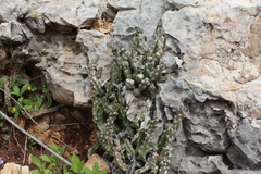 Apteranthes europaea judaica