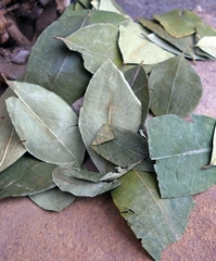 Erythroxylum coca