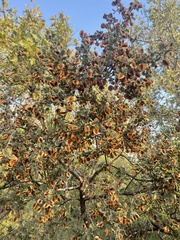 Combretum hereroense