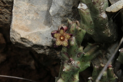 Apteranthes europaea judaica
