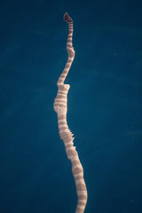 Hydrophis lapemoides