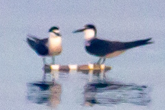 Onychoprion anaethetus