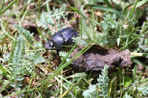 Oruscatus davus