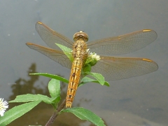 Brachythemis contaminata