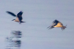 Onychoprion anaethetus