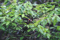 Photinia beauverdiana