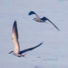 Onychoprion anaethetus