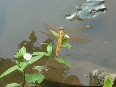 Brachythemis contaminata