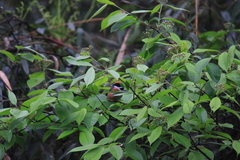 Photinia beauverdiana