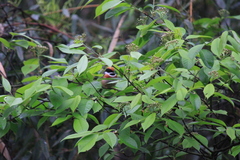 Photinia beauverdiana