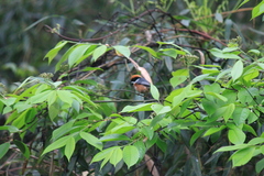Photinia beauverdiana