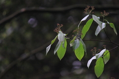 Photinia beauverdiana