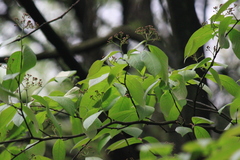 Photinia beauverdiana