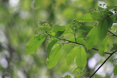 Photinia beauverdiana