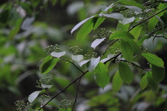 Photinia beauverdiana