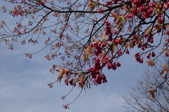 Prunus carmesina