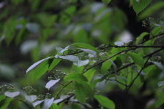 Photinia beauverdiana