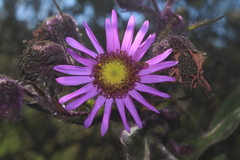 Senecio formosoides